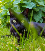 Minou Minu
